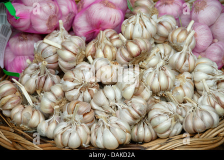 gemeinsamen Knoblauch (Allium Sativum), Korb voller frischer Knoblauch Zwiebeln Stockfoto