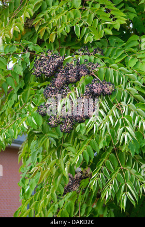 Japanische Angelica Baum (Aralia Elata), Zweig mit Früchten, Belgien Stockfoto