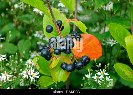 Lila Apfelbeere (Aronia Prunifolia 'Viking', Aronia Prunifolia Viking), Zweig mit Früchten, Deutschland Stockfoto