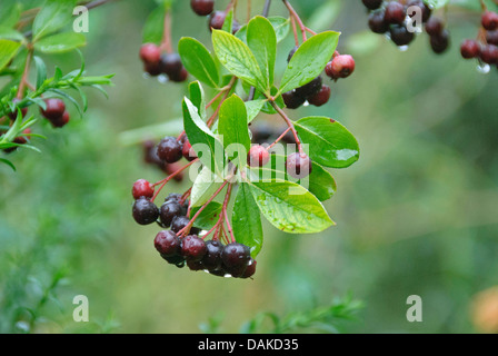 Lila Apfelbeere (Aronia Prunifolia), Zweig mit Früchten Stockfoto