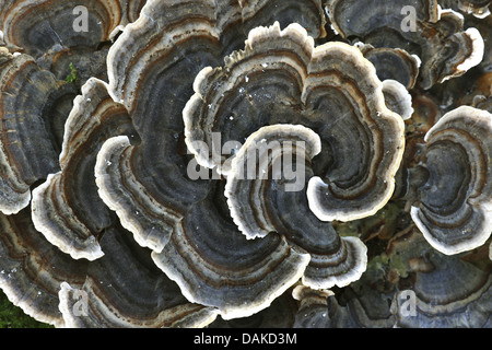 Türkei-Tail, Turkeytail, n-Zonen Halterung, Holz-Zerfall (Trametes versicolor, Coriolusextrakt versicolor), Belgien Stockfoto