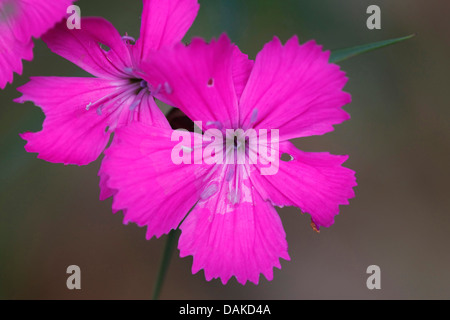 Kartäuser rosa, Clusterhead Rosa (Dianthus Carthusianorum), Blume, Belgien Stockfoto