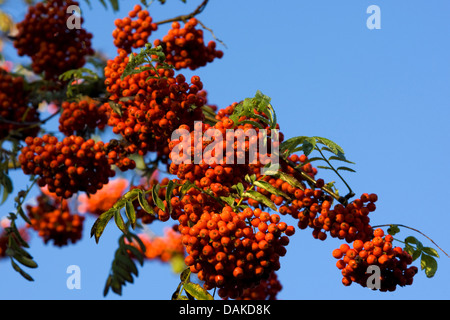 Europäische-Vogelbeerbaum, Eberesche (Sorbus Aucuparia), Fruting Zweig gegen blauen Himmel, Belgien Stockfoto