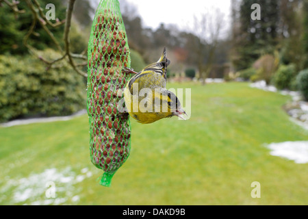 Fichte Zeisig (Zuchtjahr Spinus), in einem kleinen Säckchen mit Erdnüsse im Garten, Deutschland, Nordrhein-Westfalen Stockfoto