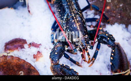 Frischer Hummer, des Scollop und Krabben Dorset Meer Essen Festival 2013 im Hafen von Weymouth Stockfoto