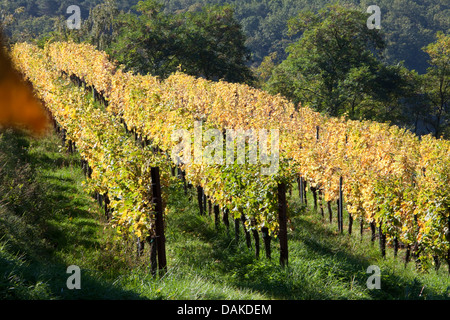 Rebe, Weinrebe (Vitis Vinifera), Weinberg im Herbst, Deutschland, Rheinland-Pfalz, Pfalz Stockfoto