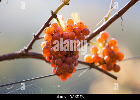 Rebe, Weinrebe (Vitis Vinifera), reife Trauben im Herbst, Deutschland, Rheinland-Pfalz, Pfalz Stockfoto