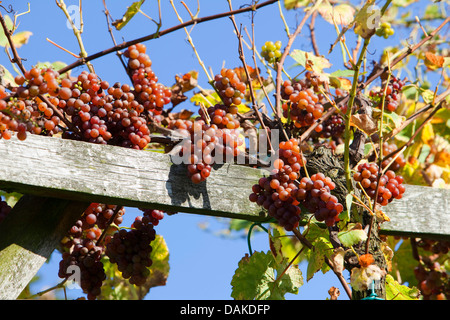 Rebe, Weinrebe (Vitis Vinifera), reifen Trauben am Rebstock, Deutschland, Rheinland-Pfalz, Pfalz Stockfoto