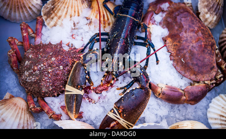 Frischer Hummer, des Scollop und Krabben Dorset Sea Food Festival 2013 im Hafen von Weymouth Stockfoto