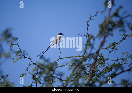 Gabel-tailed Flycatcher Tyrannus Savana Sarigua Nationalpark, Herrera Provinz, Republik von Panama. Stockfoto