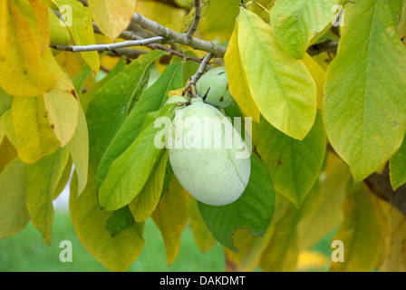 gemeinsamen Papaya, Cherimoya (Asimina Triloba "Prima 1216", Asimina Triloba Prima 1216), Sorte Prima 1216, Zweig mit friuit Stockfoto