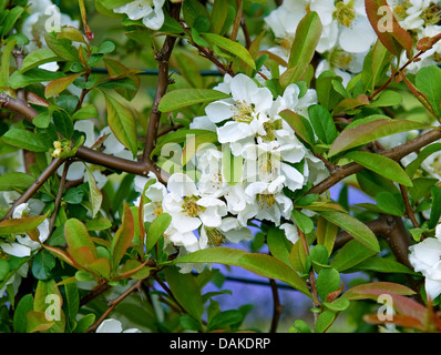 Japanische Quitte (Chaenomeles Speciosa 'Nivalis', Chaenomeles Speciosa Nivalis), Sorte Nivalis, Deutschland Stockfoto