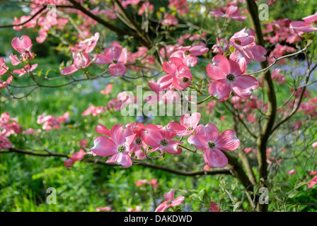 blühende Hartriegel, amerikanische Buchsbaum (Cornus Florida 'Rubra', Cornus Florida Rubra, F. Cornus Florida Rubra), Sorte Rubra Stockfoto