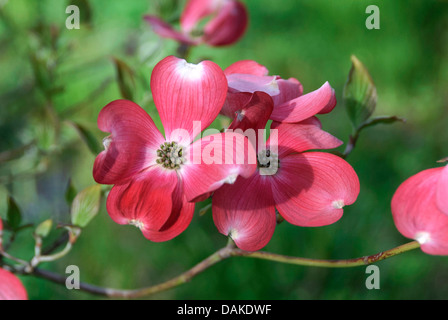 blühende Hartriegel, amerikanische Buchsbaum (Cornus Florida 'Rubra', Cornus Florida Rubra, F. Cornus Florida Rubra), Sorte Rubra Stockfoto