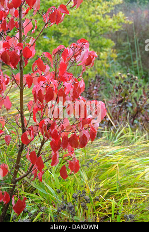 Kousa Hartriegel, japanische Dogwwod (Cornus Kousa 'Schmetterling', Cornus Kousa Schmetterling), Sorte Schmetterling Stockfoto