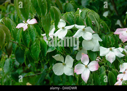 Kousa Hartriegel, japanische Dogwwod (Cornus Kousa 'Teutonia', Cornus Kousa Teutonia), Sorte Teutonia Stockfoto