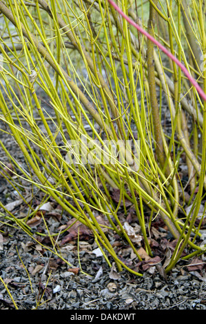 Amerikanischer Dogwood, weiß-fruited Hartriegel, roter bellte Hartriegel (Cornus Sericea 'Flaviramea', Cornus Sericea Flaviramea), branche Stockfoto