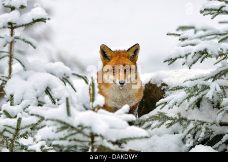 Rotfuchs (Vulpes Vulpes), stehend im Schnee zwischen Nadelbäumen, Deutschland Stockfoto