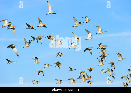 westlichen Brachvogel (Numenius Arquata), scharen sich im Flug, Deutschland Stockfoto