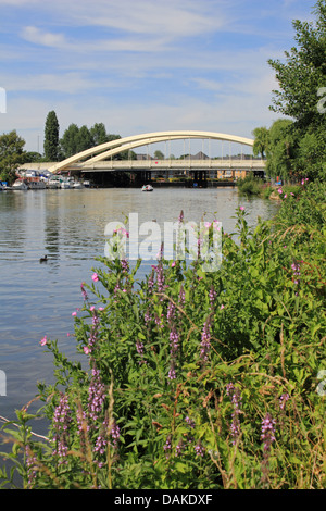 Die neue Walton-Brücke ist die erste neue Straßenbrücke über den Fluss Themse in 20 Jahren. Aufgrund der 22. Juli 2013 für den Verkehr geöffnet. Stockfoto