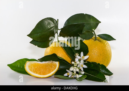 Drei Generationen von Orangen aus einem einzigen Baum in Florida.   Die Blüte, die winzige Orange und die Reife Frucht. Stockfoto