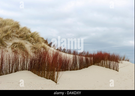 Erosionsschutz auf Dünen von Texel, Niederlande, Texel, Slufter Stockfoto