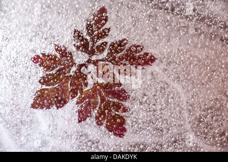 Gefroren Blatt im Eis. Stockfoto