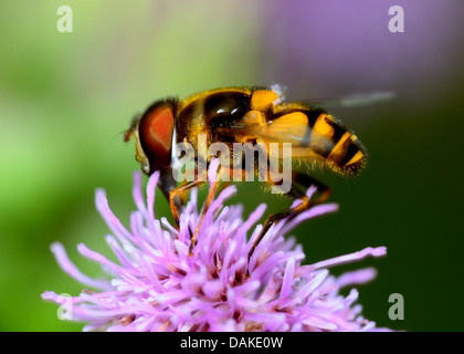Hoverfly thront auf einer Blume, die Pollen zu sammeln. Stockfoto