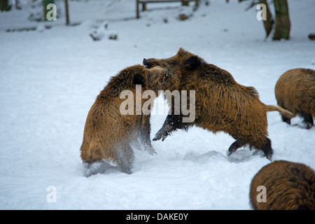 Wildschwein, Schwein, Wildschwein (Sus Scrofa), zwei Tuskers kämpfen im Schnee, Deutschland, Nordrhein-Westfalen, Sauerland Stockfoto