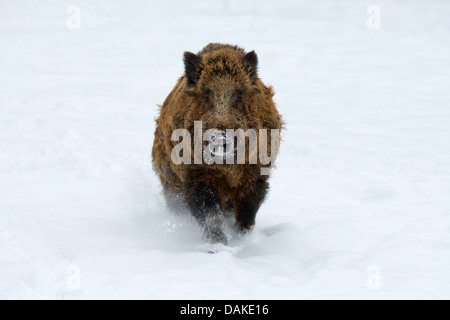 Wildschwein, Schwein, Wildschwein (Sus Scrofa), Tusker laufen im Schnee, Deutschland, Nordrhein-Westfalen, Sauerland Stockfoto