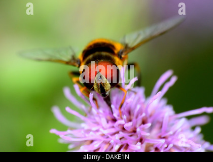 Hoverfly thront auf einer Blume, die Pollen zu sammeln. Stockfoto