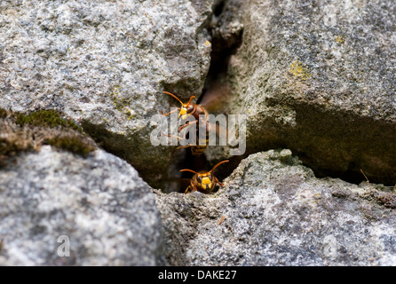 Hornet, braune Hornisse, Europäische Hornisse (Vespa Crabro), zwei Hornissen kommen aus einer Nische, Deutschland Stockfoto