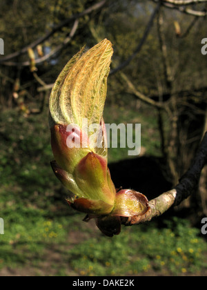 gemeinsamen Rosskastanie (Aesculus Hippocastanum), öffnen der Blütenknospe, Deutschland Stockfoto