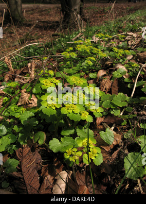 Stellvertreter-leaved Golden-Steinbrech (Chrysosplenium Alternifolium), blühen, Deutschland, Niedersachsen Stockfoto