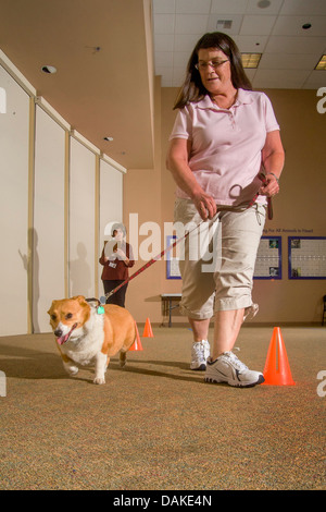 Durchführung einer Zwischenablage-Checkliste, wertet Inspektor das Verhalten eines Hundes als emotionale Therapie Tier. Stockfoto