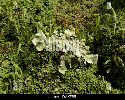 Gemeinsame Greenshield Flechten (Flavoparmelia Caperata, Parmelia Caperata), auf Rinde mit Cladonia, Deutschland Stockfoto