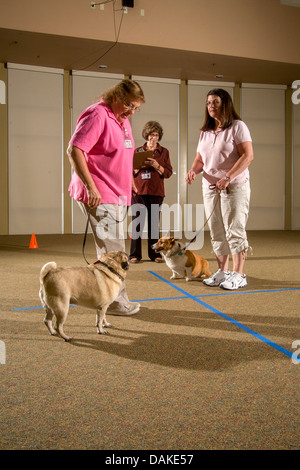 Durchführung einer Zwischenablage-Checkliste, wertet Inspektor das Verhalten eines Hundes als emotionale Therapie Tier. Stockfoto