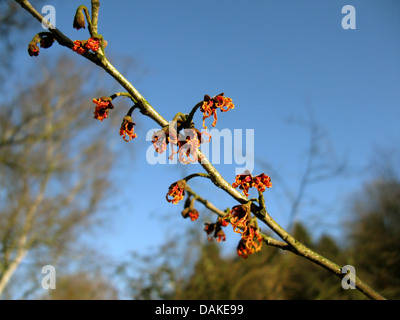 Zaubernuss (Hamamelis Intermedia, Hamamelis x Intermedia), Blütenblätter eingerollt durch Frost Stockfoto