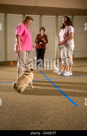 Durchführung einer Zwischenablage-Checkliste, wertet Inspektor das Verhalten eines Hundes als emotionale Therapie Tier. Stockfoto