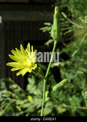 Großer Salat, Lattich (Lactuca Virosa), blühen, Deutschland, Nordrhein-Westfalen Stockfoto