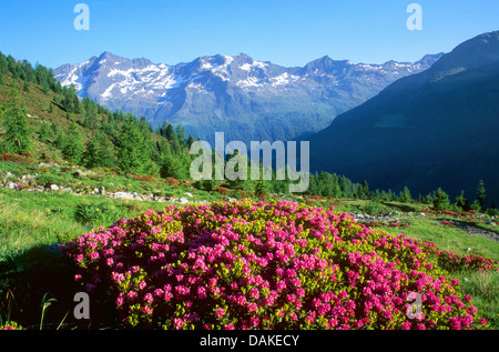 Panoramablick über Alpenrosen auf die Durreck Gruppe, Italien, Südtirol, Val di Riva, Riva di Tures Stockfoto