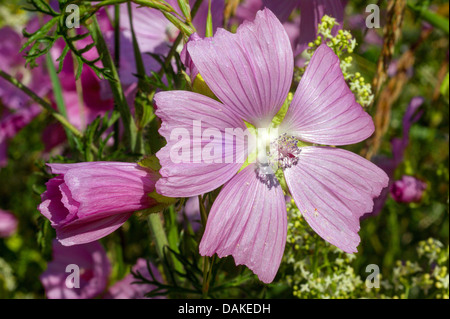 Moschusmalve, Moschus Cheeseweed (Malva Moschata), Blume, Deutschland, Nordrhein-Westfalen Stockfoto