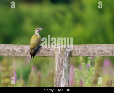 Juvenile Grünspecht (Picus Viridis) thront auf Holzzaun Stockfoto