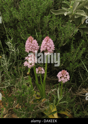 Pyramiden-Orchidee (Anacamptis Pyramidalis, Orchis Pyramidalis), blühen, Griechenland, Peloponnes, Laconia Stockfoto