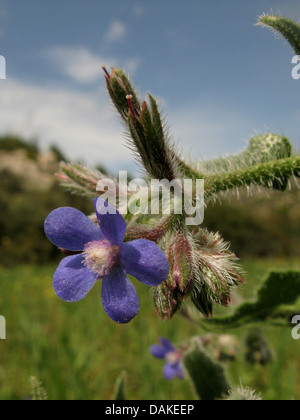 große blaue Alkanet (Ochsenzungen Italica, Ochsenzungen Azurea), Blume, Griechenland, Peloponnes Stockfoto