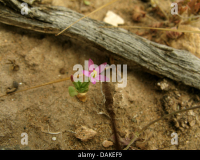 schlanke Tausendgüldenkraut (Centaurium Tenuiflorum), blühen auf trockenem Boden, Griechenland, Peloponnes Stockfoto