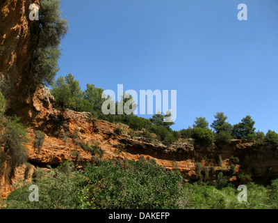 in einer großen Doline in der Nähe von Didyma, Griechenland, Peloponnes, Argolis, Didyma Stockfoto