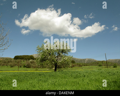 Apfelbaum (Malus Domestica), blühenden Apfelbaum in einem Maisfeld im Frühling, Griechenland, Peloponnes, Argolis Stockfoto