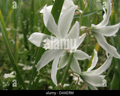 hängenden Star-of-bethlehem (Ornithogalum Nutans), Blume, Griechenland, Peloponnes Stockfoto