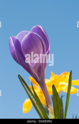 Niederländische Crocus, Krokus (Crocus Vernus, Crocus Neapolitanus), Frühlingsblume gegen blauen Himmel Stockfoto